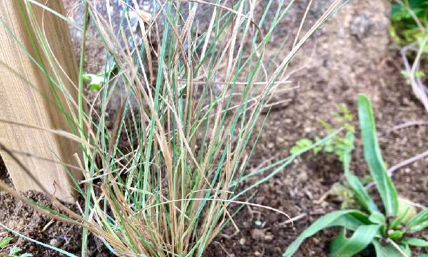 Muhlenbergia reverchonii 'Undaunted'